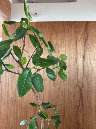 大型観葉植物 フィカス アルテシーマ 10号 曲り