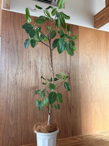 大型観葉植物 フィカス アルテシーマ 10号 曲り