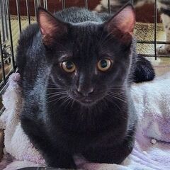 4/20石巻で譲渡会です！黒猫「くろ♂」