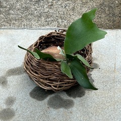 お話し中　コウモリラン