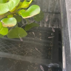 黒メダカ10匹⑧の画像