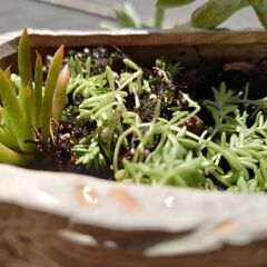 多肉4種類（ハオルチア、爪蓮華、パキフィツム、セダム）　　陶器の石デザインの植木鉢の画像