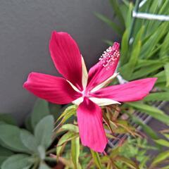 モミジアオイ 花苗5株