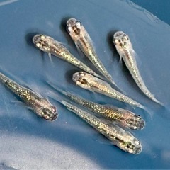 煌めだか 黒体色