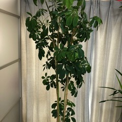 ホンコンカポック　シェフレラ　観葉植物　植木
