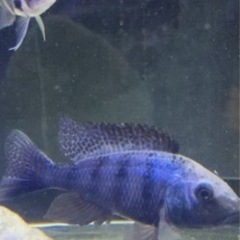 Fossorochromis rostratus  wild 1...