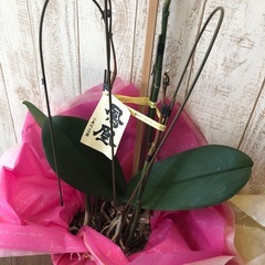 胡蝶蘭　鳳凰の画像