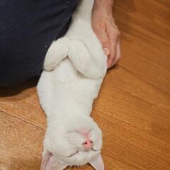 飼い主のいない白い子猫ちゃんの里親様募集中です！