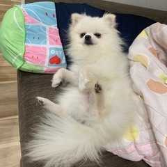 和歌山市でポメラニアン飼ってる方！