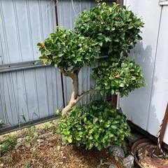 植木庭木もみじとサザンカの画像