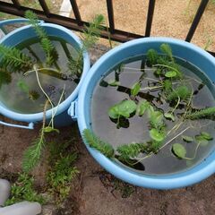 ビオトープ　ウォーターマッシュルーム　水草　メダカ