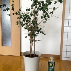 観葉植物、ほか多数出品あり