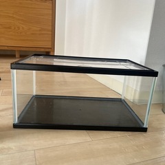 グッピーとメダカとエンペラーテトラと水槽セットの画像