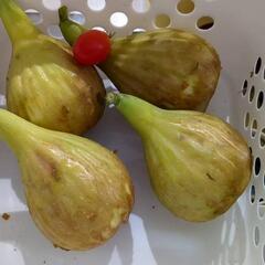 完熟イチジクの画像