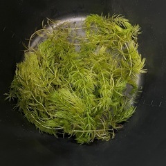 水草 めだか、金魚、熱帯魚に 無料の画像