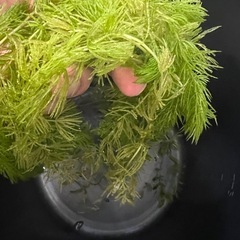 水草 めだか、金魚、熱帯魚に 無料
