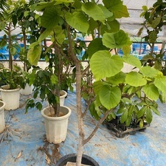 ウンベラータ観葉植物の画像