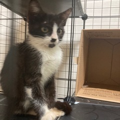 可愛い猫ちゃん！甘えん坊🐱