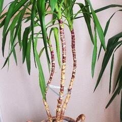 観葉植物　ユッカ　160㎝丈