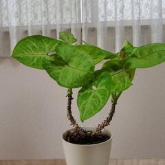 観葉植物　シンゴニウム