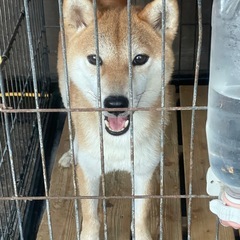 ブリーダーから繁殖制限により里親を募集します