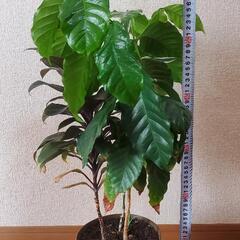 ☆最終値下げ☆観葉植物　寄せ植え三種類　60㎝丈の画像