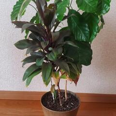 ☆最終値下げ☆観葉植物　寄せ植え三種類　60㎝丈の画像