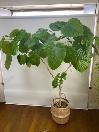 150cm ウンベラータ！価格相談可