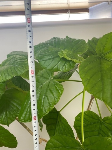 150cm ウンベラータ！価格相談可