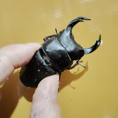 オオクワガタ♂66mm