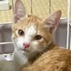 今お話中です、抱っこができる白茶の子猫3ヵ月ぐらいです。