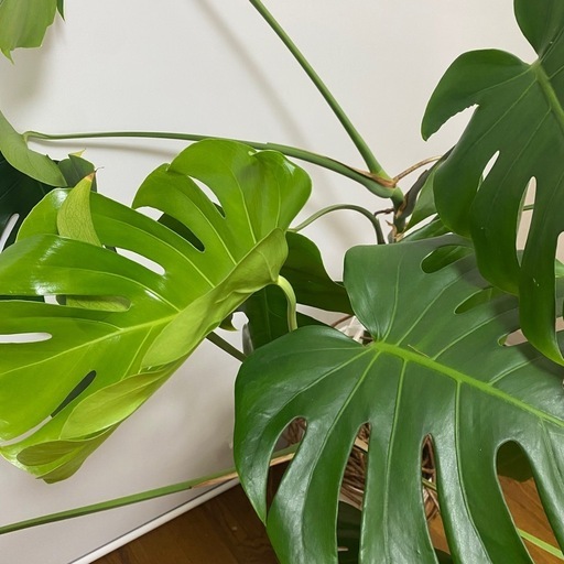 交渉中　植物3点セット