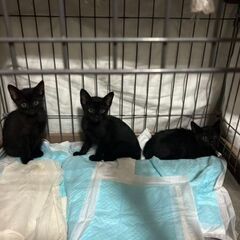 【一旦停止】生後１か月仲良し黒猫3匹兄弟里親募集(=^・・^=)