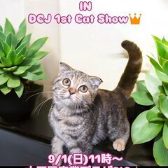 9/1（日）譲渡会。生後3ヶ月スコテッシュフォールド♀(⋈◍＞◡...