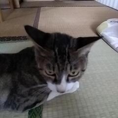 ニャンズ