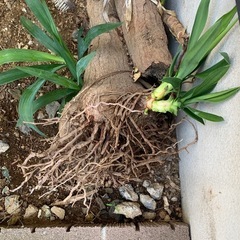 名前がわからない植物