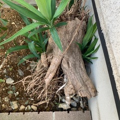 名前がわからない植物の画像