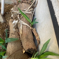 名前がわからない植物の画像