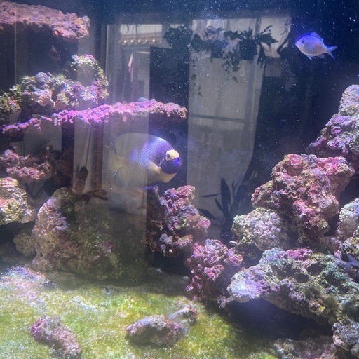 アデヤッコ(ブルーフェイス)