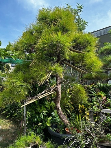 松　リュウキュウマツ