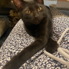 可愛い黒猫　クロスケ　3ヶ月オス