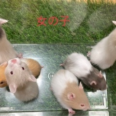 長毛ゴールデンハムスター　8月生まれ