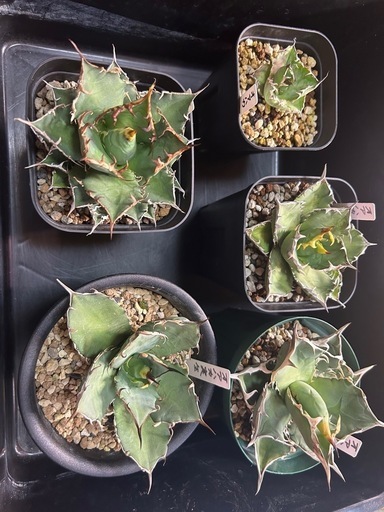 アガベ　オアハカ