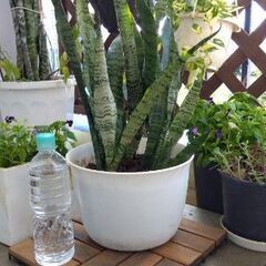 サンスベリアの画像