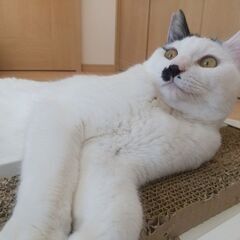 食いしん坊で甘えん坊、遊びに夢中なぼうしくん♪ - 猫