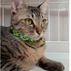 落ち着いたイケメンの男の子😺　譲渡会参加予定