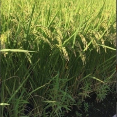 令和5年　京都市・左京区産　お米（白米、精米済、減農薬）　キヌヒ...