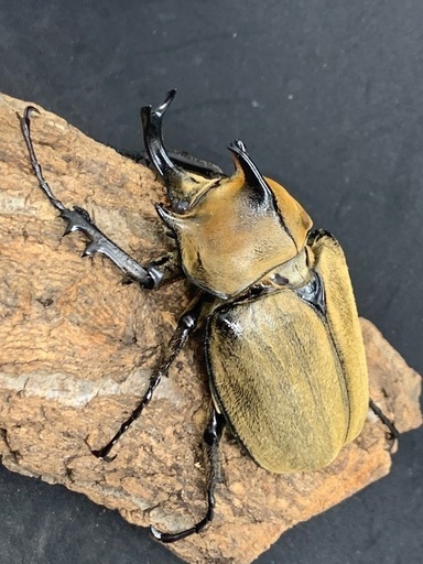 WF5ギアスゾウカブト ペア(旧ルンバッシャー)