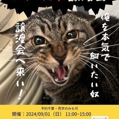 『シャー猫‼︎』譲渡会🙀&ほご猫譲渡会🐱