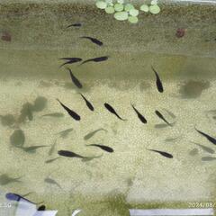 オロチメダカの画像
